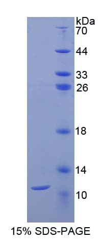 Rat CD3D Protein (Recombinant His)