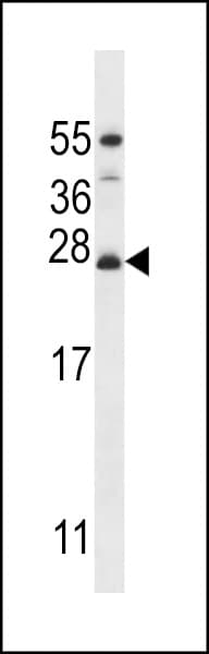 MRPL50 Antibody (aa119-147)