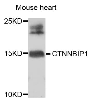 CTNNBIP1 / ICAT Antibody