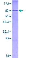 Human NR1H2 / LXR Beta Protein (Recombinant GST)