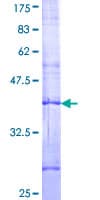Human MTRPOL / POLRMT Protein (Recombinant GST, N-terminus)