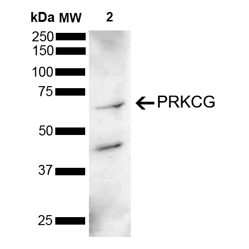PRKCG / PKC-Gamma Antibody (Biotin)