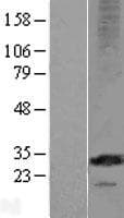 MS4A12 Protein (Over-Expression Lysate Myc-DDK (Flag))