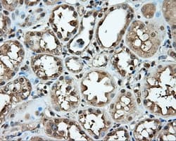 MCL1 / MCL 1 Antibody (clone OTI10D10, Carrier-free)