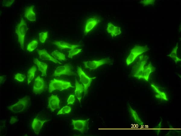 Monoclonal Mouse anti-Human EF1G / EEF1G Antibody (clone 3F11-1A10, IF, WB)