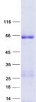 Human CLEC18C Protein (Recombinant GST, N-terminus + His, C-terminus)