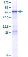 Human CCDC44 / TACO1 Protein (Recombinant GST)
