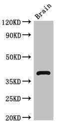 Polyclonal Rabbit anti-Human HOMER3 / Homer 3 Antibody