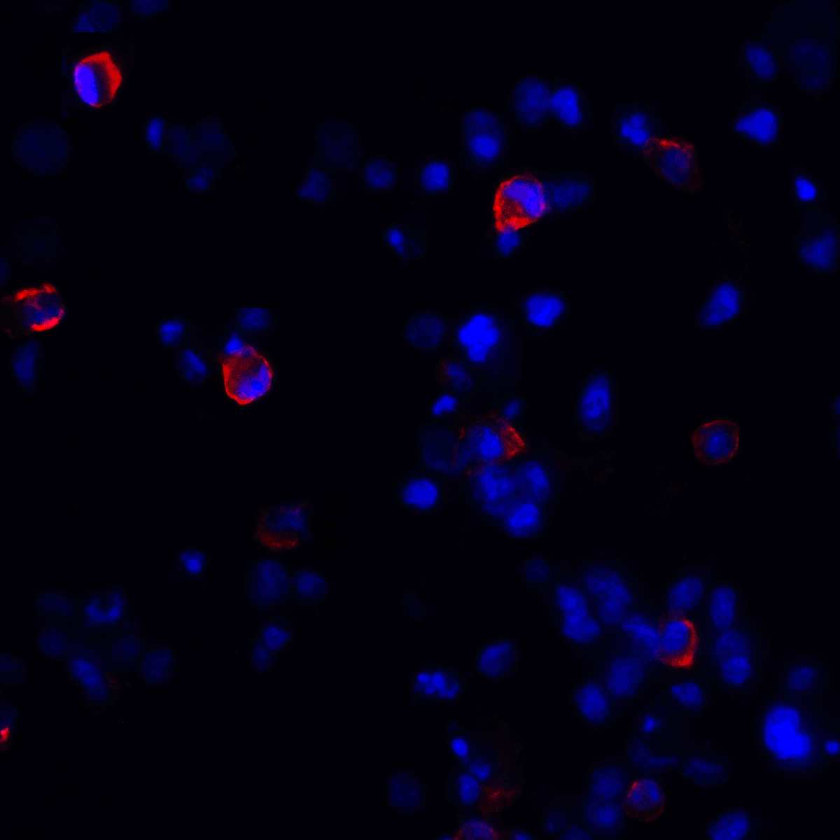 CTLA4 / CD152 Antibody (clone 8A1)