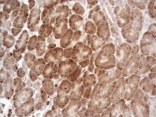 GLOD2 / MCEE Antibody (clone OTI11G7)