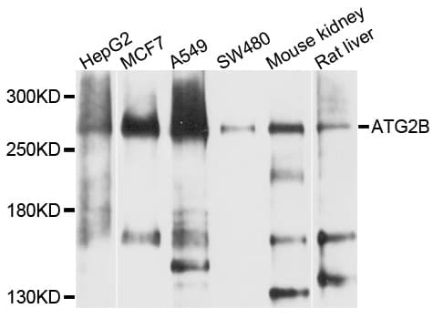ATG2B Antibody