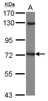 Polyclonal Rabbit anti-Human LINGO1 Antibody (WB)