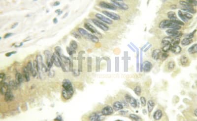 CASP9 / Caspase 9 Antibody