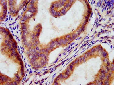 MEGF9 / EGFL5 Antibody