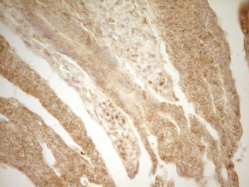 BTG1 Antibody (clone OTI7H6)