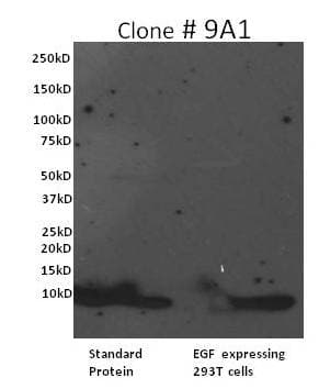 EGF Antibody (clone 9A1)