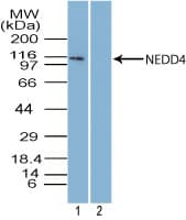 NEDD4 Antibody (aa950-1000)