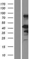 EN1 / Engrailed Protein (Over-Expression Lysate Myc-DDK (Flag))