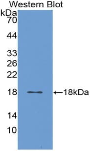 CALM1 / Calmodulin Antibody (aa1-149, Cy3)