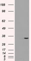 PRKY Antibody (clone OTI6H3, Carrier-free)