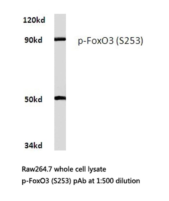 FOXO3 / FOXO3A Antibody (phospho-Ser253)