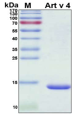 Artemisia vulgaris PFN2 / Profilin 2 Protein (Recombinant His, N-Terminal)