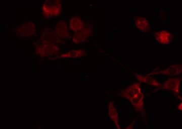 Polyclonal Rabbit anti-Human MRPL49 Antibody (IHC, IF, WB)