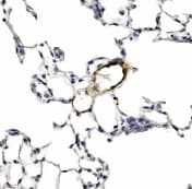 LYVE1 Antibody (C-Terminus, DY488)