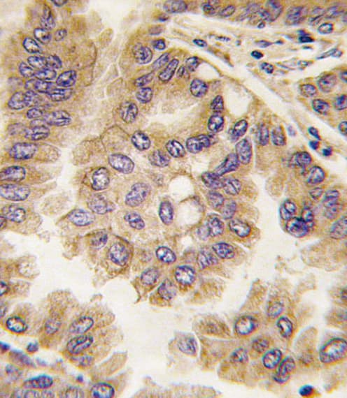 GJA5 / CX40 / Connexin 40 Antibody (aa102-134)