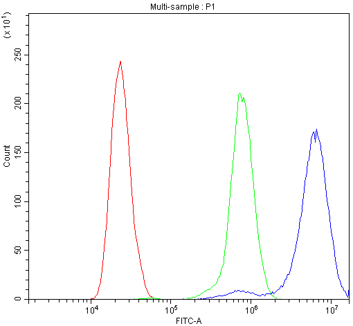 CD2AP Antibody