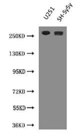 NES / Nestin Antibody (clone 2G2F7)