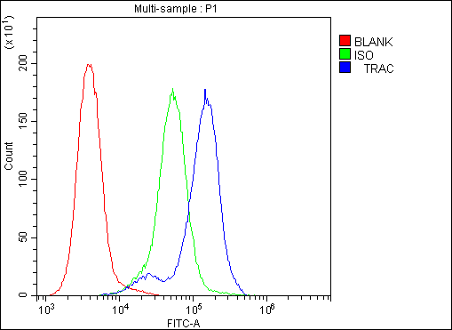 T Cell Receptor Alpha Constant Antibody