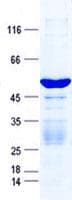 Human KXD1 / C19orf50 Protein (Recombinant GST, N-terminus + His, C-terminus)