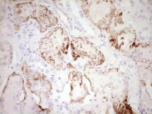 FOS / c-FOS Antibody (clone OTI7D6)