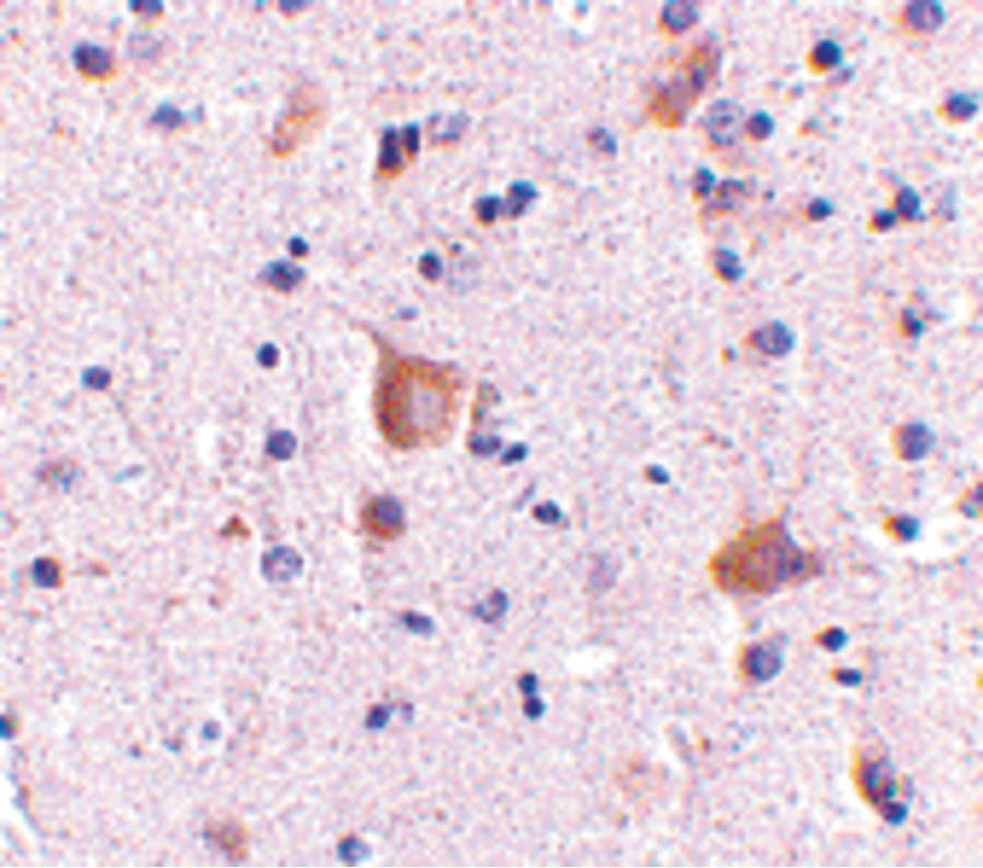 RIMS2 / RIM2 Antibody
