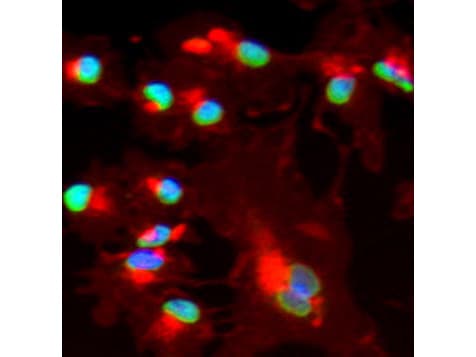 IHC-plus™ Polyclonal Goat anti-Human BMI1 / PCGF4 Antibody (IHC, IF, WB)