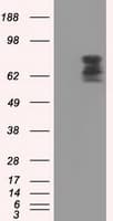 Monoclonal Mouse anti-Human PDE4A / PDE4 Antibody (clone OTI2G2, IHC, IF, WB)