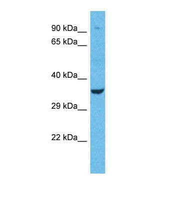 OR1L1 Antibody (aa47-96)