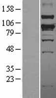 SMURF1 Protein (Over-Expression Lysate Myc-DDK (Flag))