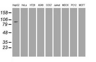 USP13 Antibody (clone OTI4G11)
