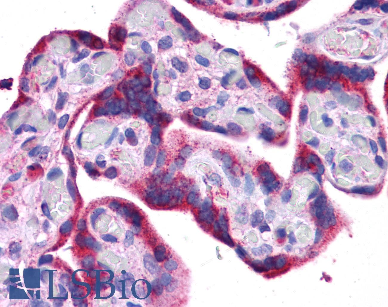APG5 / ATG5 Antibody (C-Terminus)