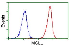 MGLL / Monoacylglycerol Lipase Antibody (clone OTI1C6)