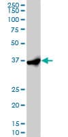 Monoclonal Mouse anti-Human EIF2S1 Antibody (clone 3H12-C11, IF, WB)
