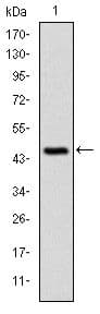 Monoclonal Mouse anti-Human c-CBL Antibody (clone 3B12, IHC, IF, WB)