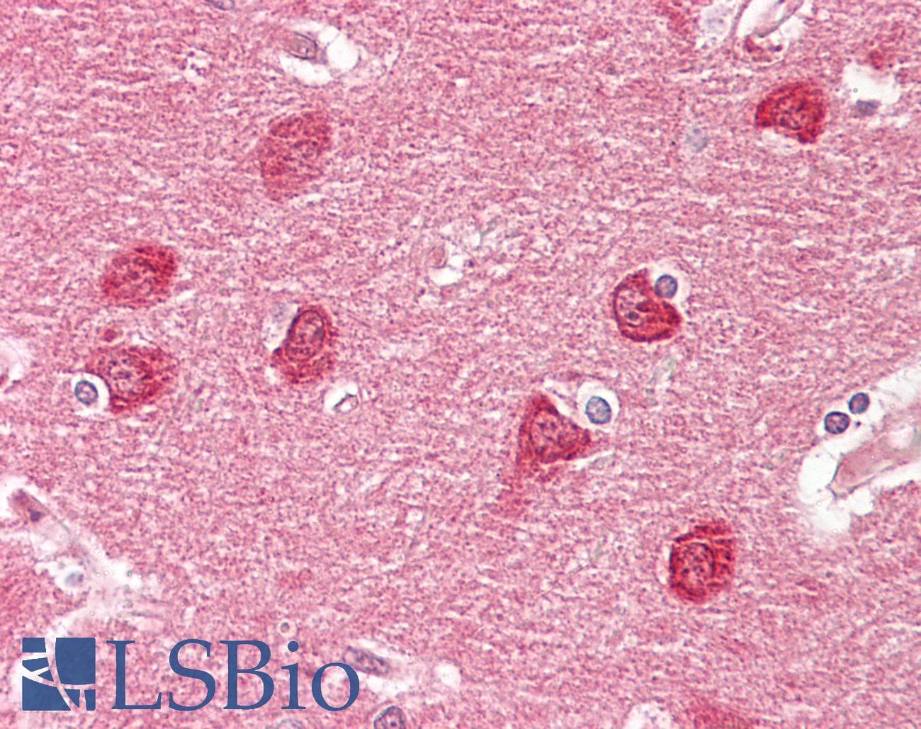 IHC-plus™ GPR20 Antibody (aa291-340)