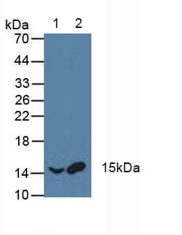 ATF1 Antibody (aa3-213)