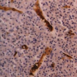 Monoclonal Rat anti-Human GYPA / CD235a / Glycophorin A Antibody (clone YTH89.1, FITC)