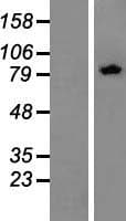 ZER1 Protein (Over-Expression Lysate Myc-DDK (Flag))
