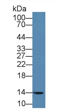 CD164 Antibody (aa24-160)