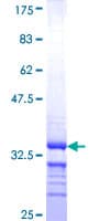 Human CLDN18 / Claudin 18 Protein (Recombinant GST, N-terminus)